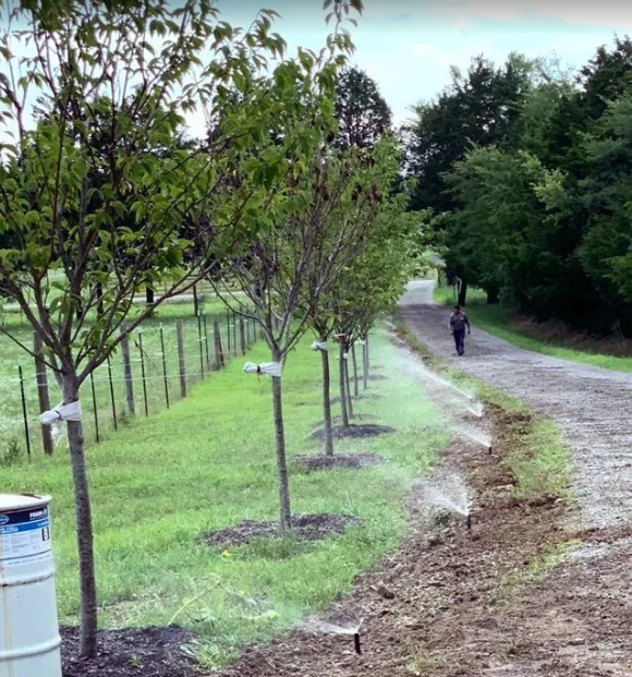 Irrigation running along a newly planted tree line