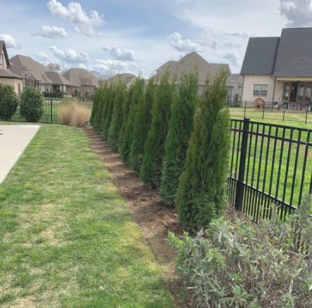 Row of newly planted privacy arborvitae along a fence