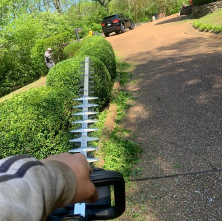 Carefully trimmed hedge line